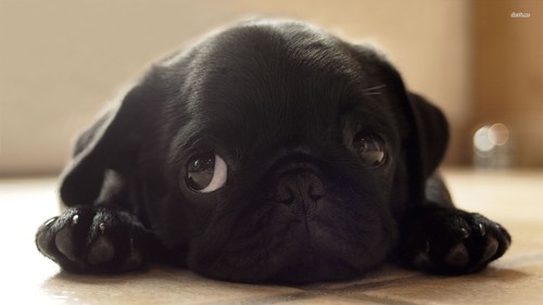bax16:  advanced-procrastination:  share:  can we just take a moment to appreciate pugs  I mean c’mon look at these cute  stupid ass  lil mother truckers  I want 50       SO! MANY! GIZMOS!!!1!11!  Haha makes me miss Bullet 