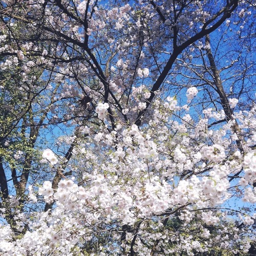 peachequi - Look at the cherry blossoms! Their color and scent...