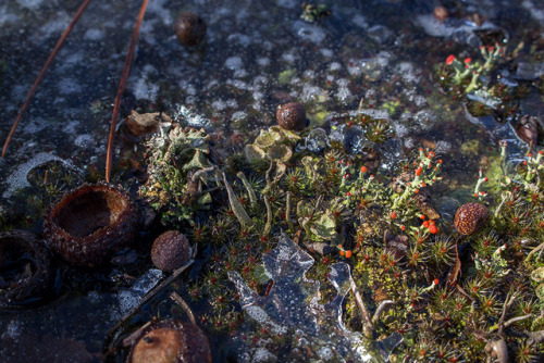 microcosmicobservations: Cladonia species and ice - 2/2018 at Mazomanie Oak Barrens, Wisconsin Faceb