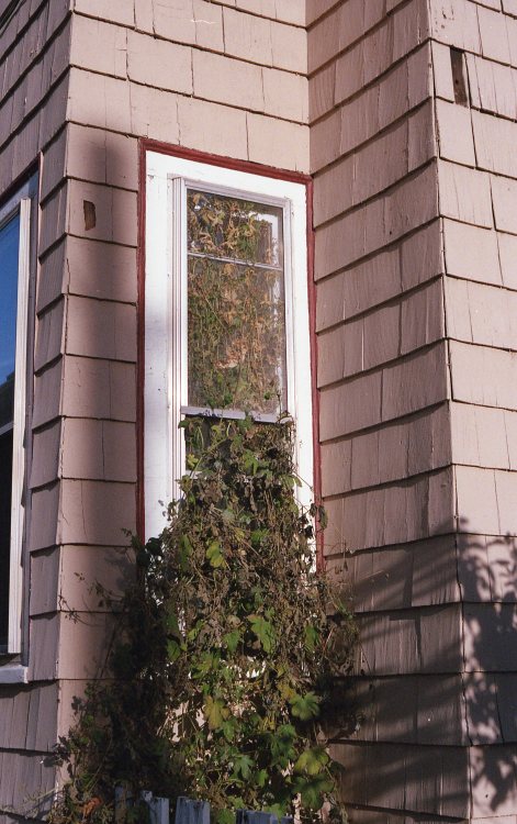 overgrown, Cambridge MA, 2015