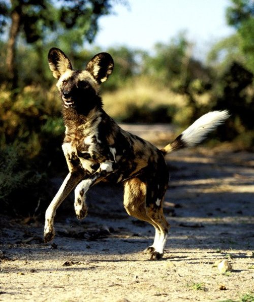 trilllizard666: ainawgsd:  ainawgsd: African Wild Dogs May was a really tough month to choose, so many cool animals! But African Wild Dogs are probably my favorite animal, so they won out!  i remember these fuckers from every time they tried to rip my