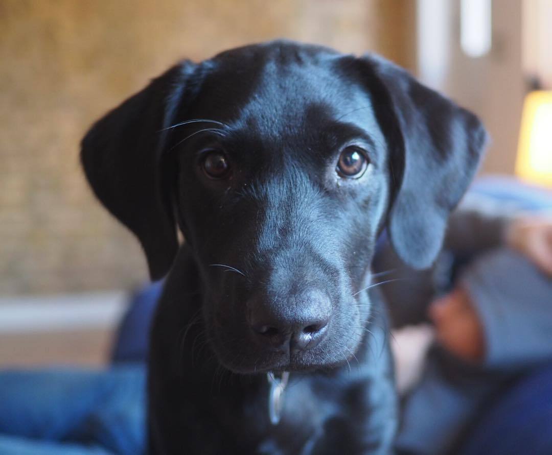 Flashback to my pups first few months with us! #labrador #lab #labsofinstagram #labradorsofinstagram #labradorretriever #blacklab #blacklabrador #blacklabradorsofinstagram #puppy #puppies #labpups #dog #dogsofinstagram #dogs_of_instagram #nofilter...