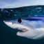 absurdshark