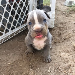 cottonmanifesto:  22 day old truffle bean