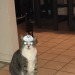 tami-taylors-hair:yehudah:compilationHappy Hanukkah to all my Jewish human friends and Happy Hannukkat to their cats!