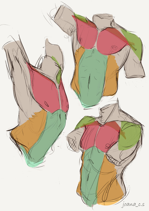 captainflipflops:Just some quick sketches after I did some anatomy studies