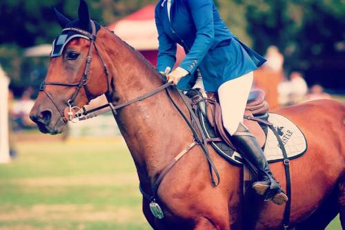 I&rsquo;m taking it easy today as tomorrow is a action-packed day of #GalwayDowns #eventing #horsel