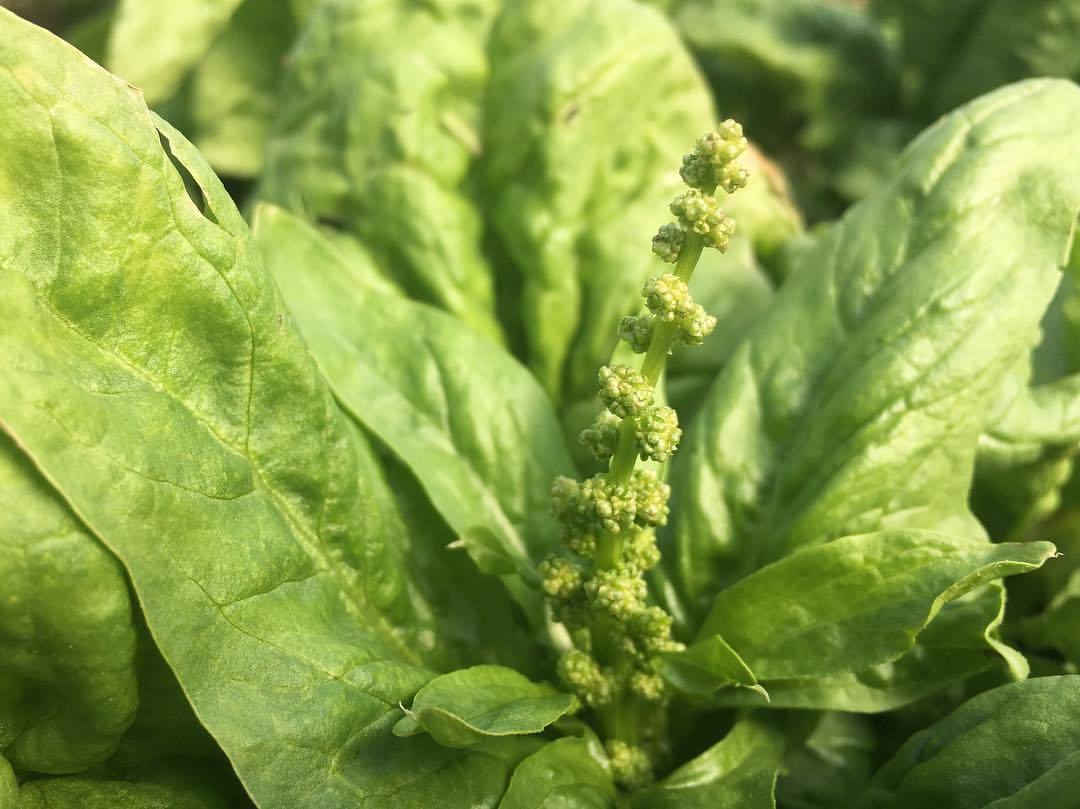 Spinach plants are mostly dioecious, meaning there are separate male and female plants, except for occasional individuals that are both. This here is a female (I think) Winterspinat Haldenstein plant that is going to flower after several months in...