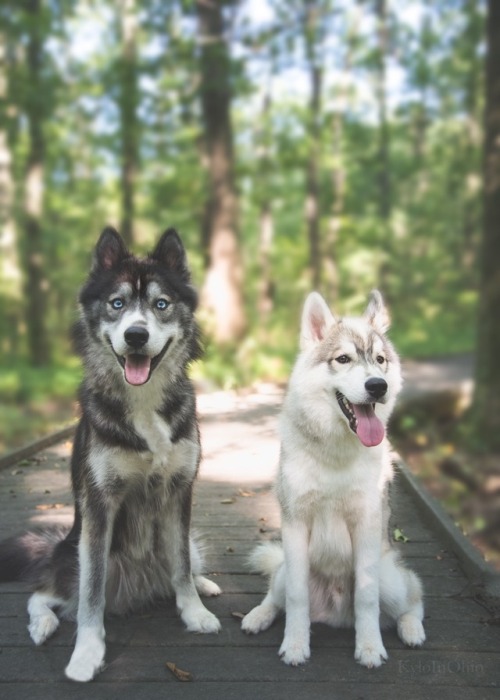 adventuresoulseeker:Kylo & Finn @handsomedogs