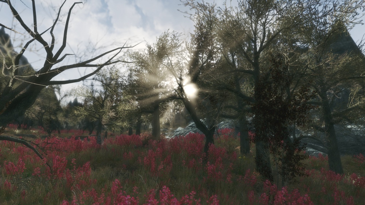 dark forests of skyrim dark forests of skyrim