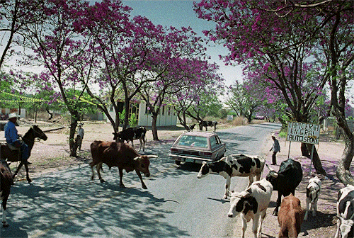gaelgarcia: Y tu mamá también (2001) dir. Alfonso Cuarón