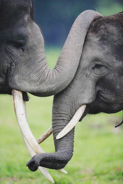 travel-as-a-happy-hippie:  Elephants on We