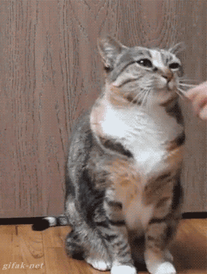 awwww-cute:  To enter the exclusive Catnip Club, you must first know the secret handshake,
