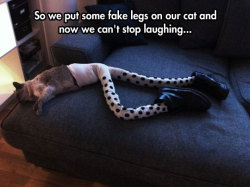 srsfunny:  Kitty Long Stockings…http://srsfunny.tumblr.com/  Well thats just fantastic and vaguely creepy.