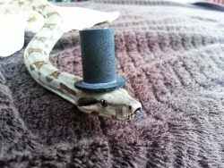 samandria:  Happy 1st birthday Nymeria!  Enjoy some adorable photos of a baby boa in both a top hat and a princess hat! 