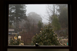 philipwernerfoto:  Blackheath fog out the bathroom window.Philip WernerJune 2015