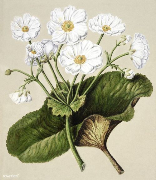 pagewoman:Botanical Prints ❀by Sarah Featon (1848 -1927)