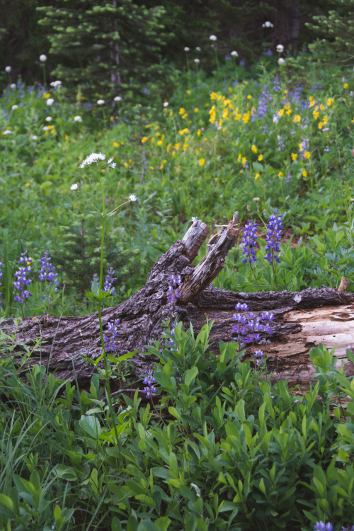 Lupine and Logs