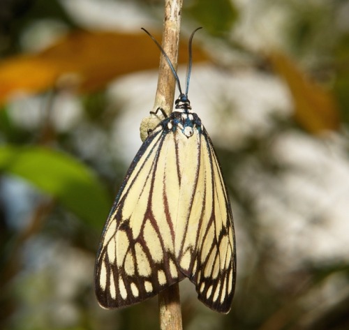 sinobug:MOTHS from Yunnan, ChinaClick on and scroll through images for individual IDs…..by Sinobug (