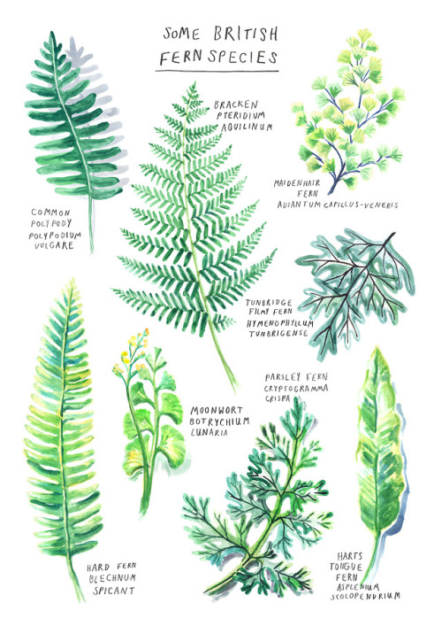 catherinepapeillustration:New fern poster available in my shop.