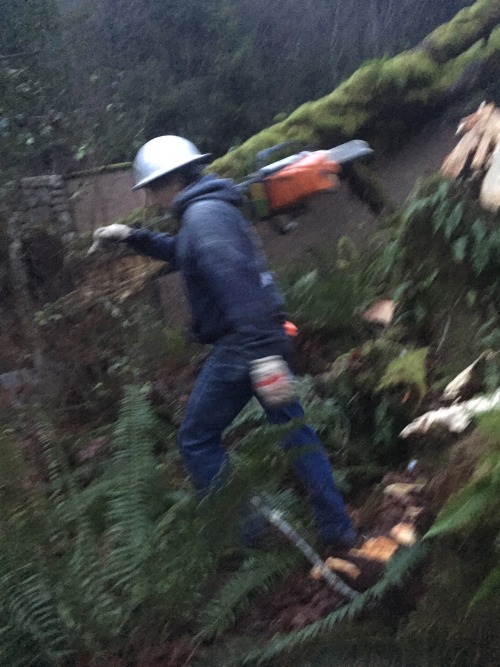 Helped my buddy and his dad cut down some dangerous trees that were going to fall on a house (½)