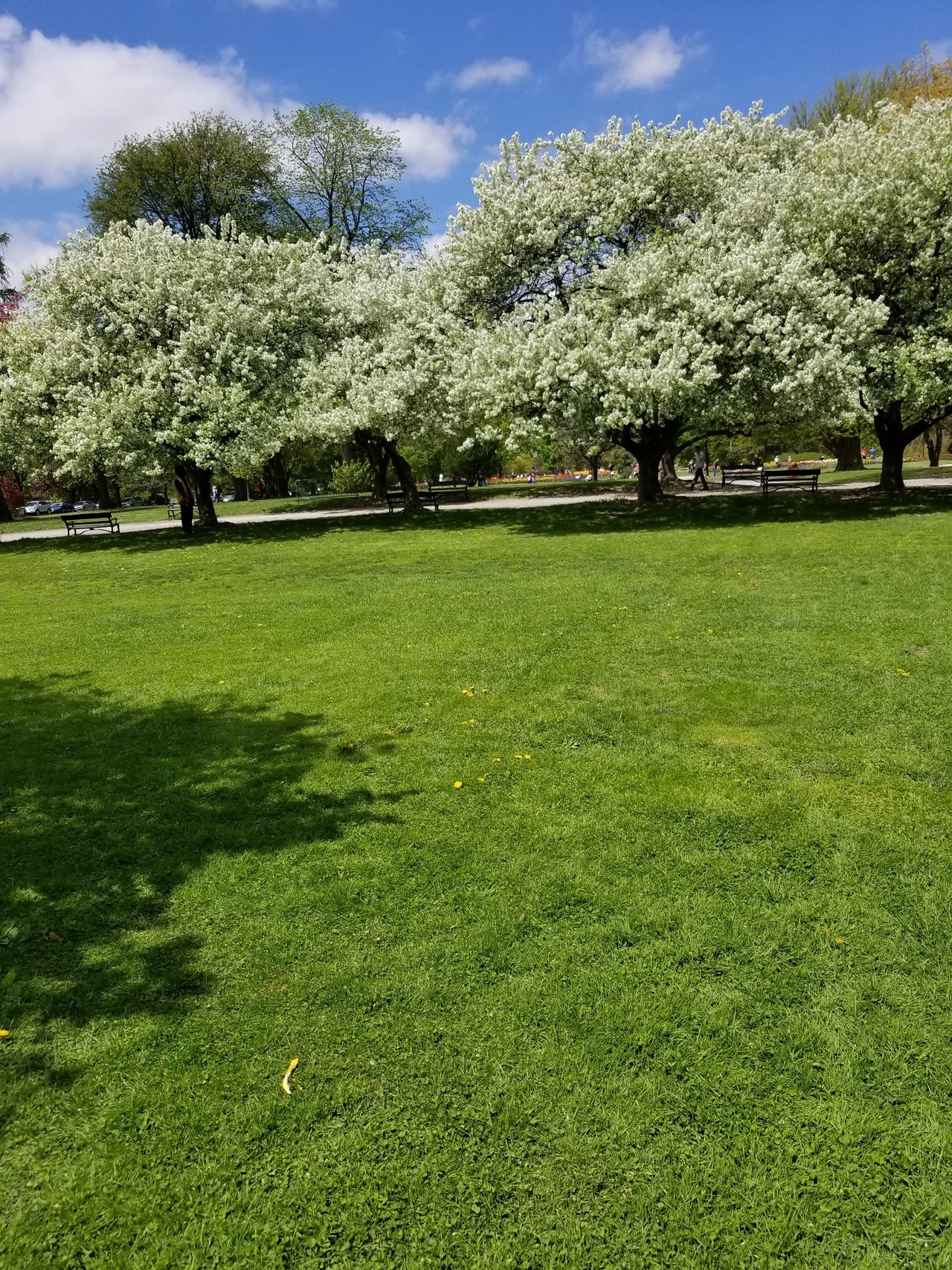 Beautiful day in the park with my love, @celticknot65 tip-toeing through the tulips!