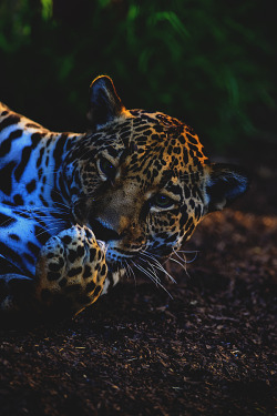 visualechoess:  A Jaguar resting - by: patrick strock 