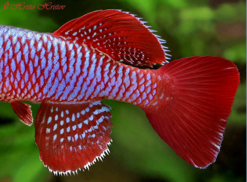 sunnybutte:scalestails:Nothobranchius eggersiby Hristo HristovThese look like killifish… are 