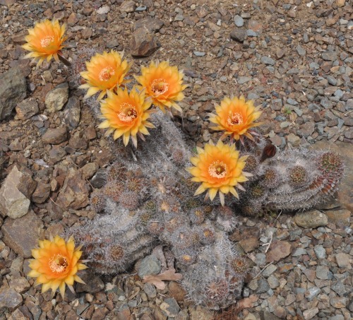 ruthbancroftgarden:This Echinopsis hybrid isn’t much to look at when not in flower, but it has