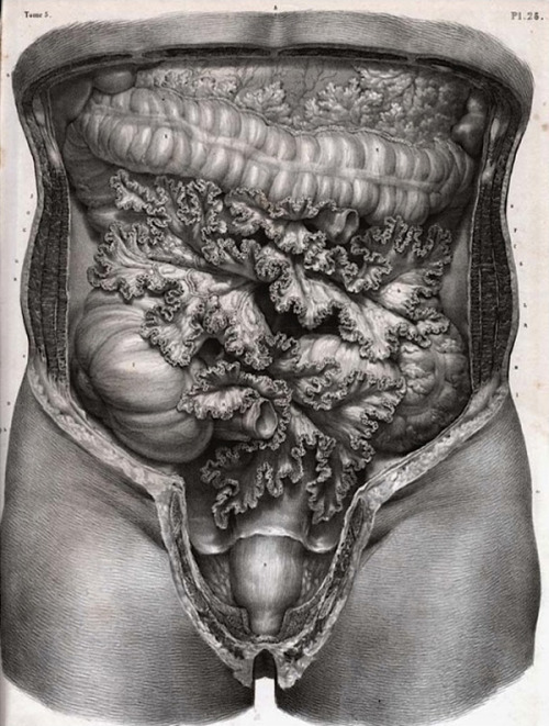 stoneinyourshoecomics:〜Historical anatomical artwork of the human intestines, by Bourgery and Jacob.