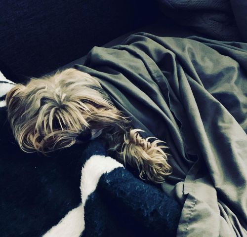 Cozy Pepe. #pepe #pepetheyorkie #yorkiesofinstagram #cottonhaired  https://www.instagram.com/p/CP2fIb_LCcO/?utm_medium=tumblr