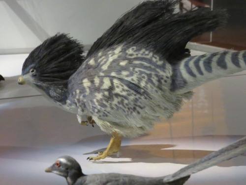 owlmylove: roachpatrol: a-dinosaur-a-day: American Museum of Natural History, Part 10: The Birds are