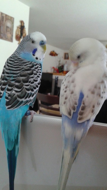 wontontonn: Birds on my laptop