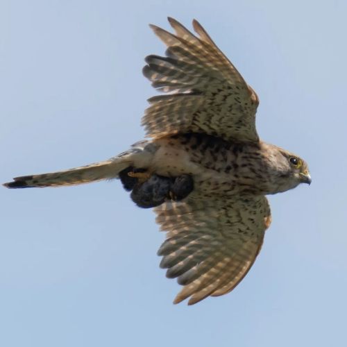 This Kestrel has caught themselves some lunch Not entirely sure what it is they’ve caught but 