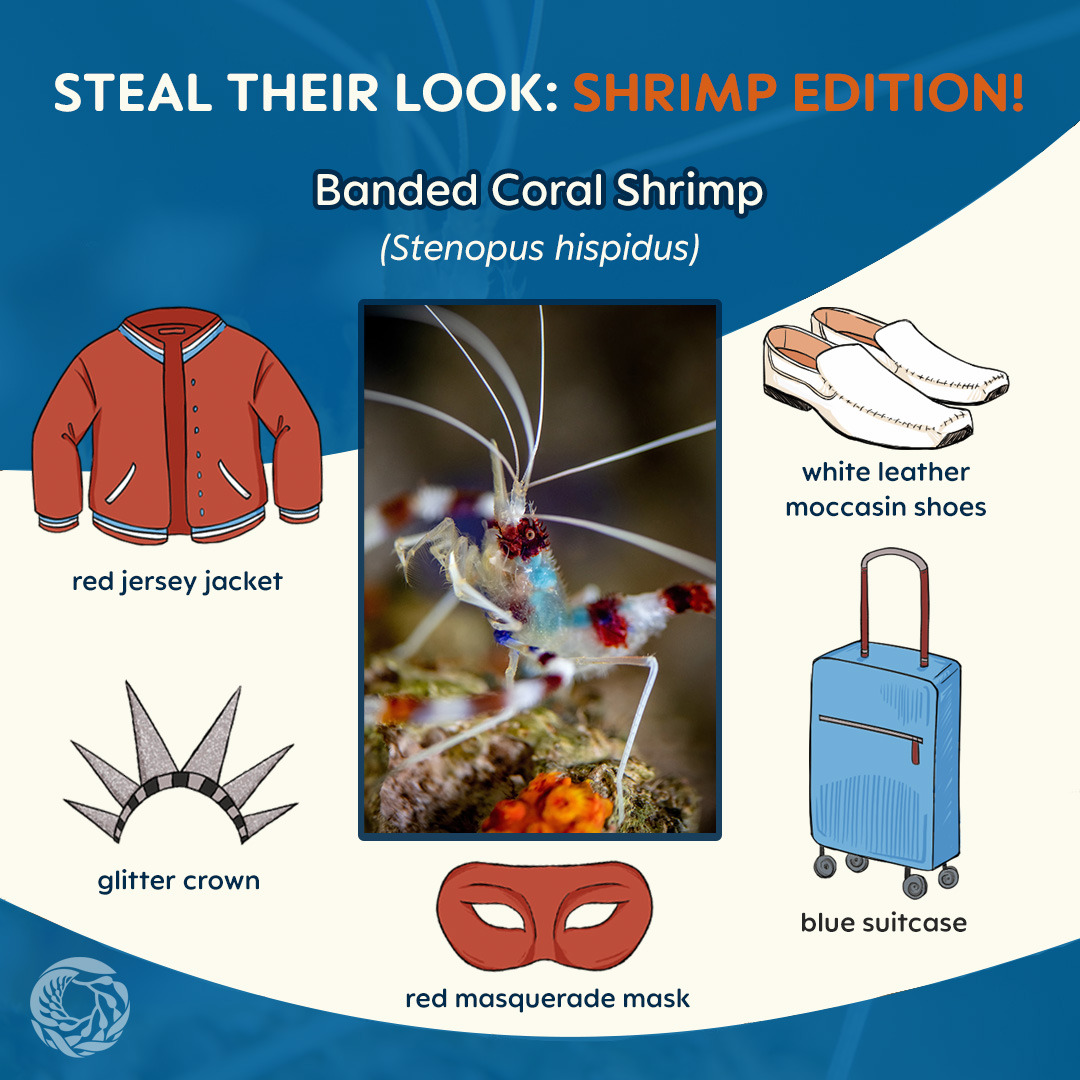 An image titled “steal their look: shrimp edition” displays a photo of a banded coral shrimp (Stenopus hispidus). The shrimp is standing on a rock, their long,  white antennas extending to the edge of the photo. Their white, blue, and dark red color pigmentation stands out against the blurred earthly colors of the background. Illustrated assets surrounding the photo in the center provide  recommendations on how to look like a banded coral shrimp. The suggested items are: a red jersey jacket, a pair of white leather moccasin shoes, a glitter crown, a blue suitcase, and a red masquerade mask. On the lower left corner of the image, the Monterey Bay Aquarium logo is positioned as a watermark.