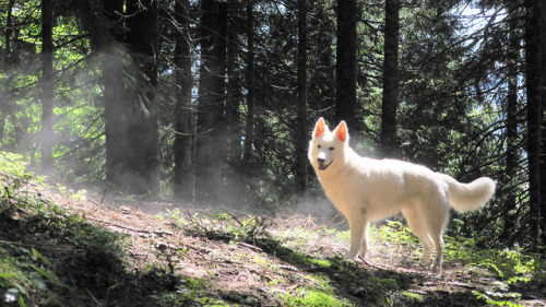 kerthanbran: “Un loup élevé par des chiens reste un loup.” - Szczepan Yame