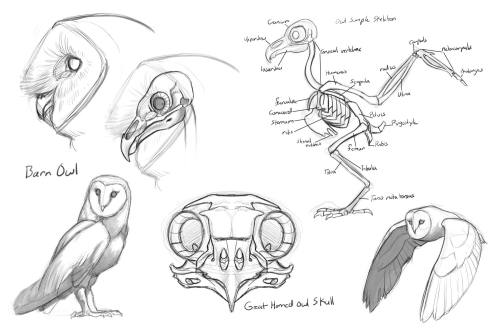 raulramosart: My sketches and designs for week 3 of the creature anatomy course I’m in. Week 3