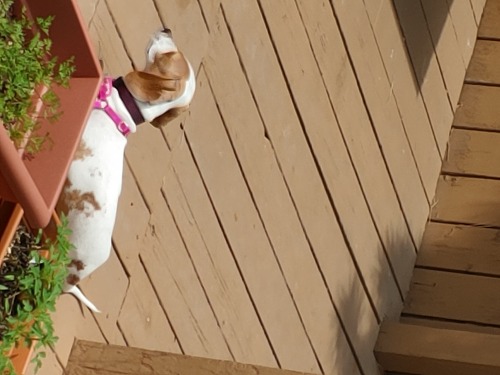ferretluv