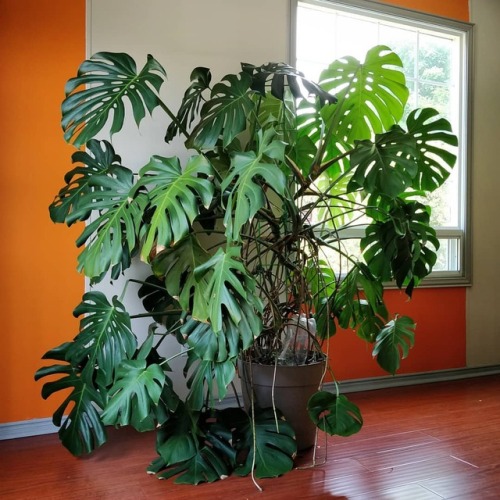 #monsteramonday - I haven&rsquo;t seen my monstera since July 1 (when this photo was taken). I&a