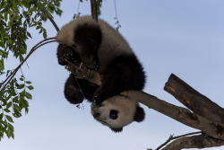 llbwwb:  Hang in There (by San Diego Zoo