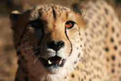 big-catsss:  cheetah by Jason Webber on Flickr.