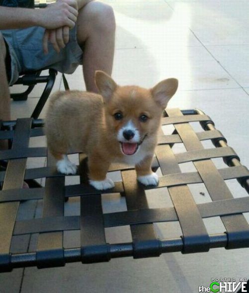 amazingpawsnclaws:  This is a Corgi Puppy. LOOK AT HIM.#TooCute