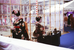 geisha-kai:  maiko Katsune and Ichimomo hosting a tea ceremony at Baikasai by YOCCA on Flickr