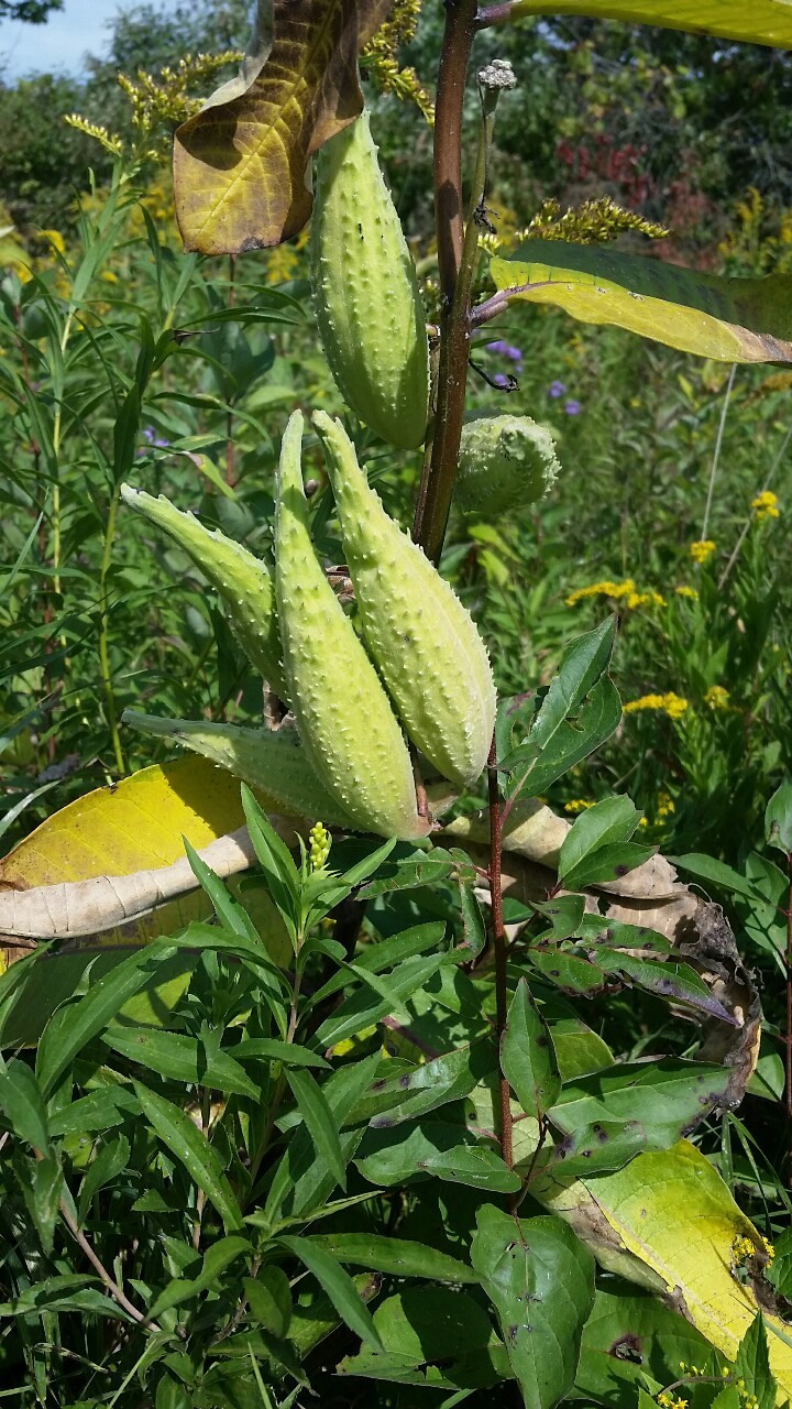 And&hellip;&hellip; Invasion of the Body Snatchers begins!