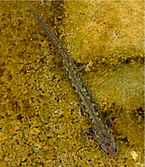 A Southern Two-Lined salamander larva at the Sycamore Creek