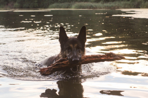 Playing fetch in the water :) 