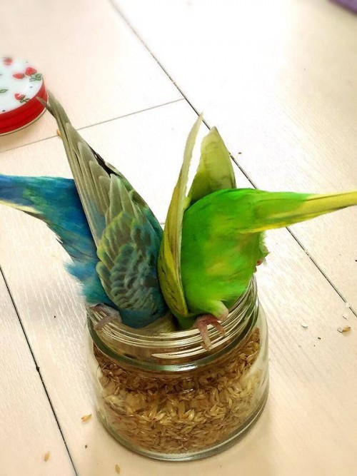 lprflagemoji:  syntheticorange:   lacefuneral:  avianawareness:  [Source]   what a strange houseplant   @manicsquirrel !!!  @lotsandlotsofbirds 