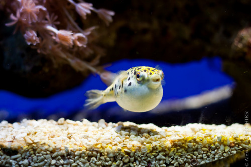 Green Spotted Puffer | Tetraodon nigroviridis
(by Bois Kowski)