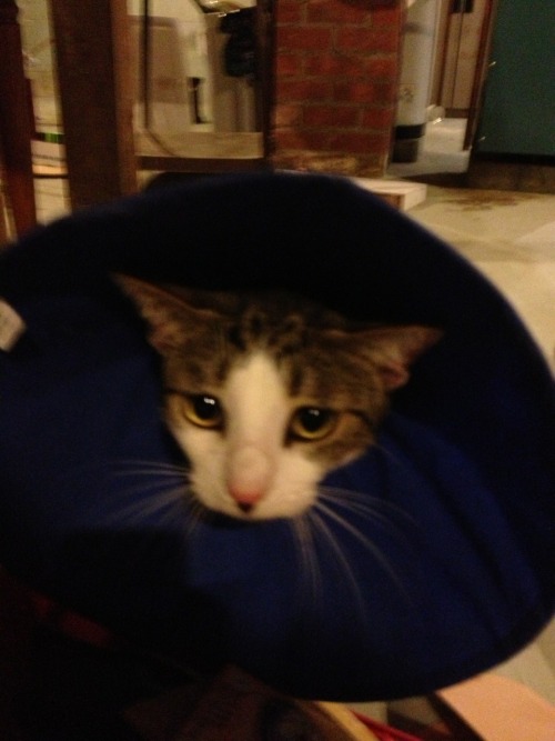 Sad cat with cone walking into walls.He had a UTI and was licking himself too much. I put him right 