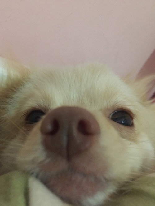 dogswithtonguestickingoutalittle: this is coco, she mlems quite frequently and sadly no longer bleps